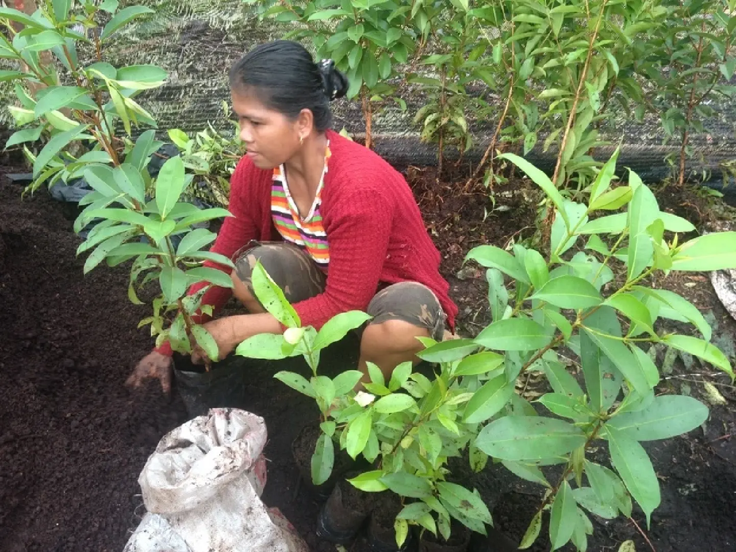Resilient farmers: Peatlands paving sustainable agriculture Resilient farmers: Peatlands paving sustainable agriculture