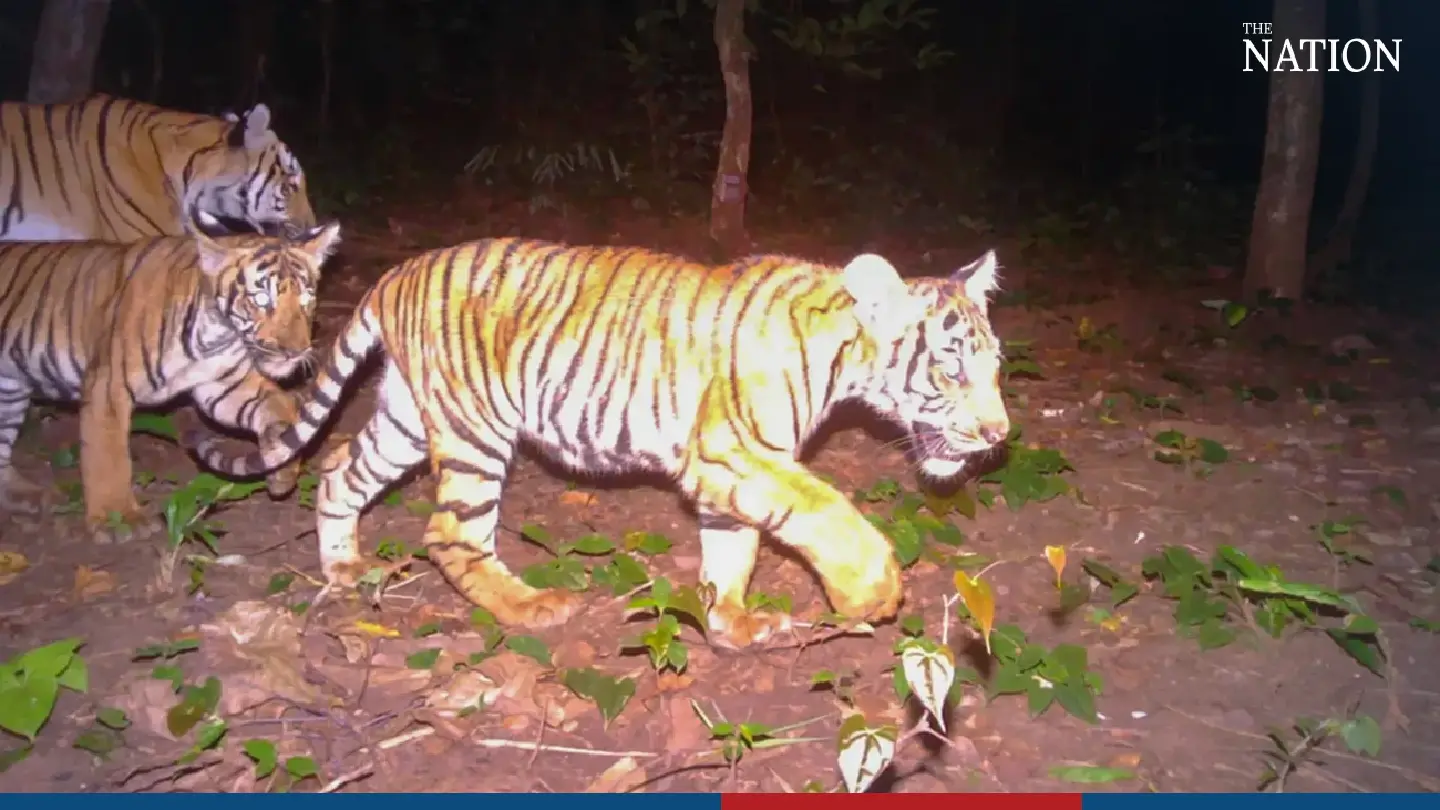 Two wild tiger cubs shot by Kanchanaburi trail cameras