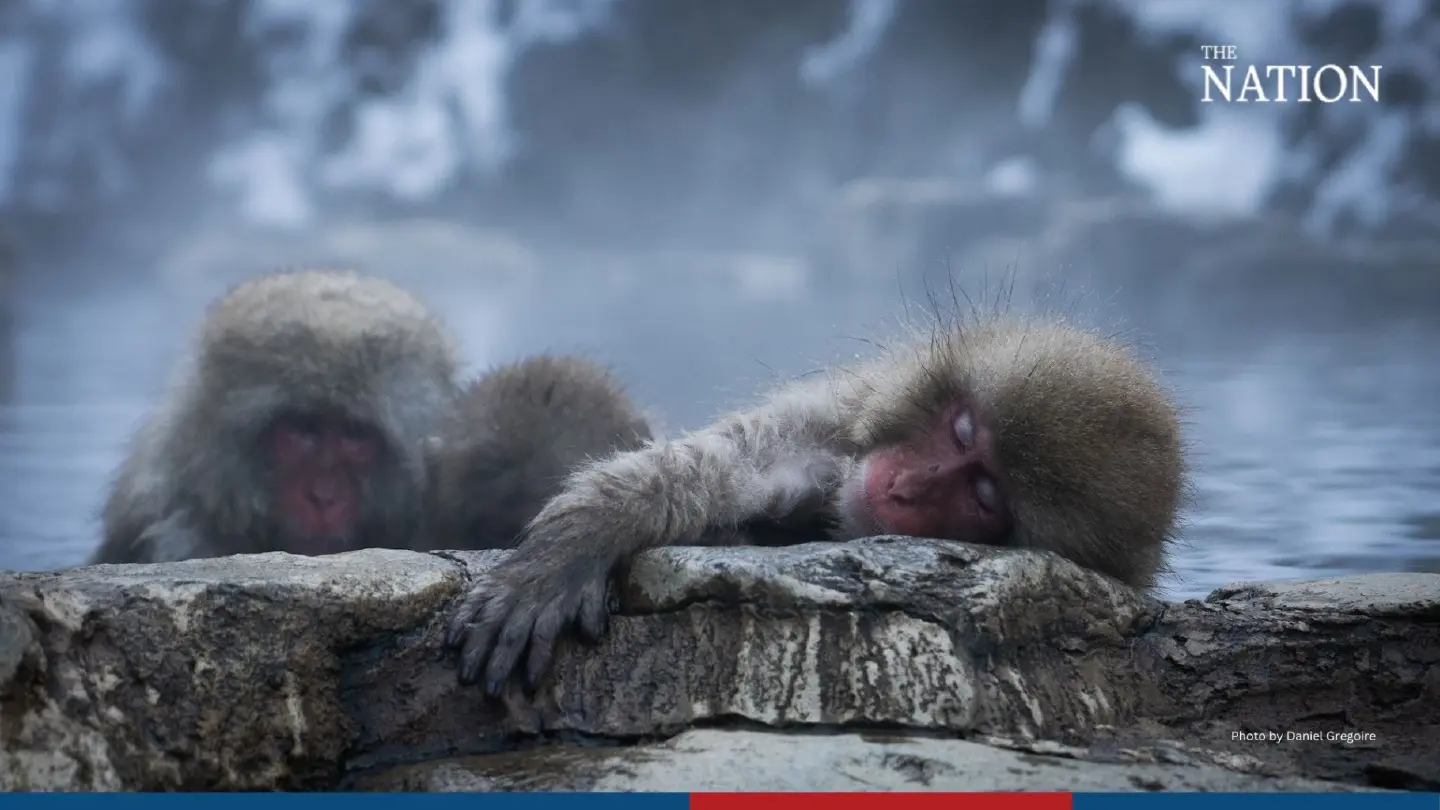 Monkeys: Nature's playful wonders and the battle for their survival