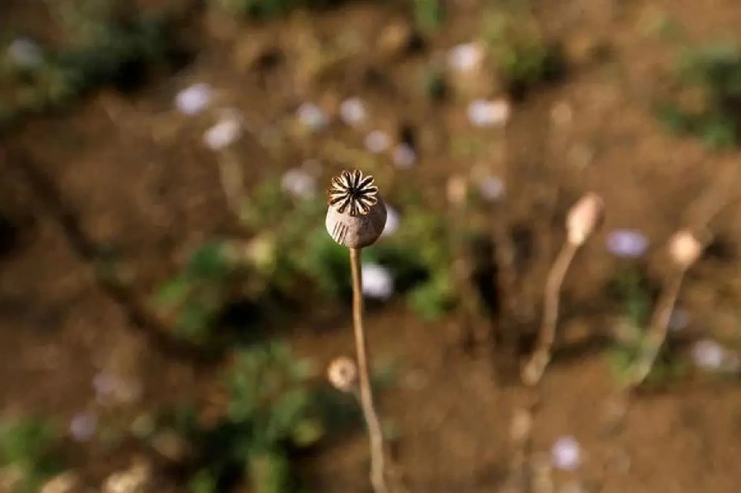 Myanmar is now the world’s largest source of opium, UN says