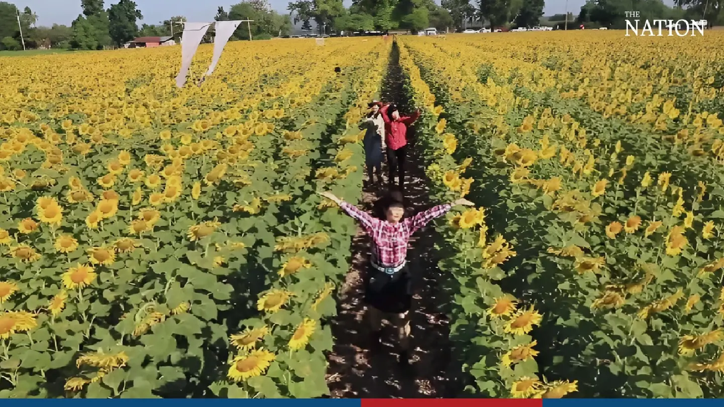 Crowds of tourists go sunflower bathing as Lopburi bursts into bloom