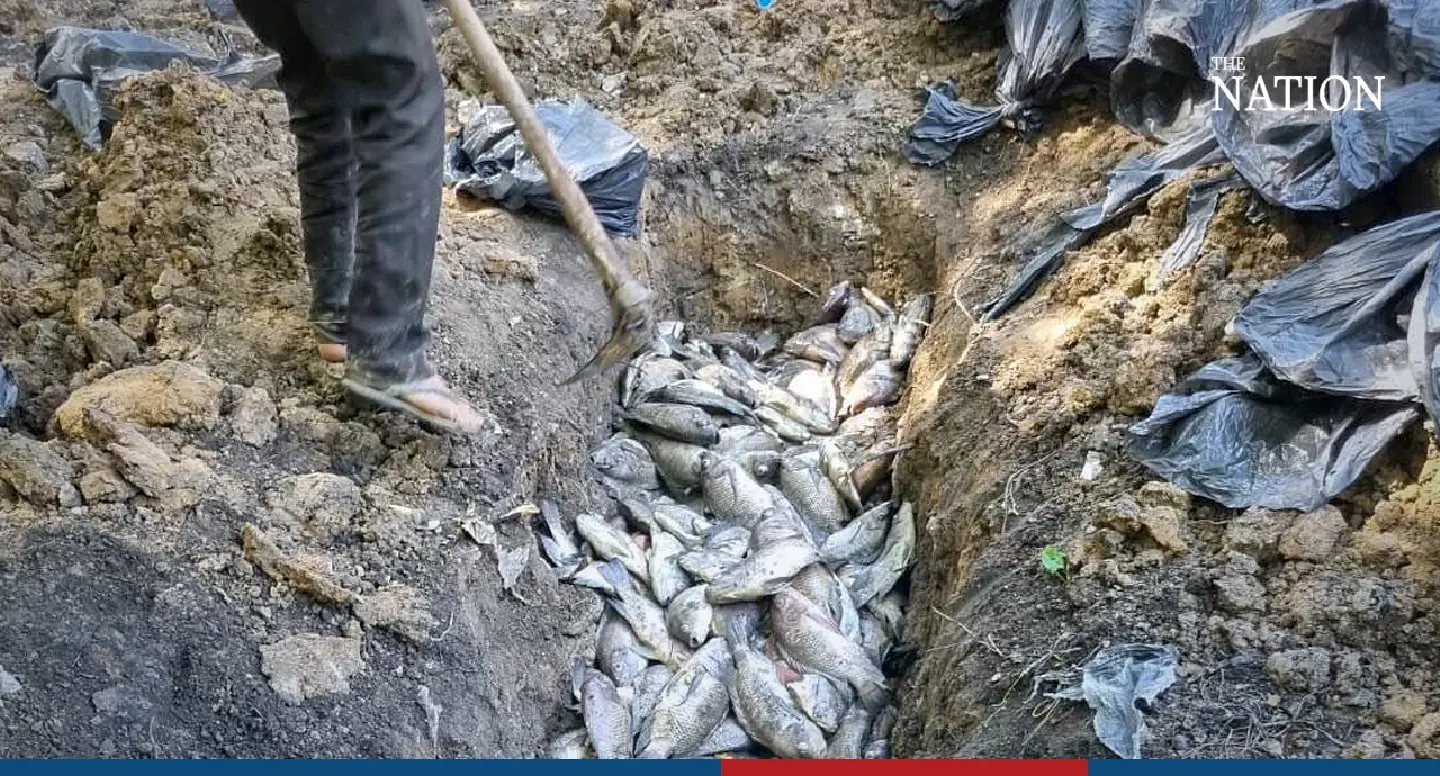 Eco-friendly bread krathongs spark fish massacre at Bangkok Loy Krathong Eco-friendly bread krathongs spark fish massacre at Bangkok Loy Krathong