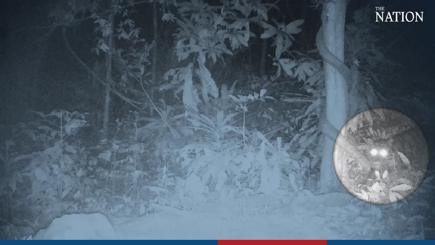 Rare clouded leopard spotted in Prachinburi’s Thap Lan wildlife corridor