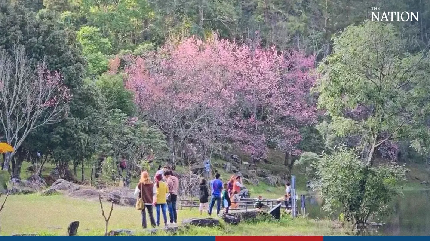Tourists flock to Doi Inthanon park for Thai sakura spectacle