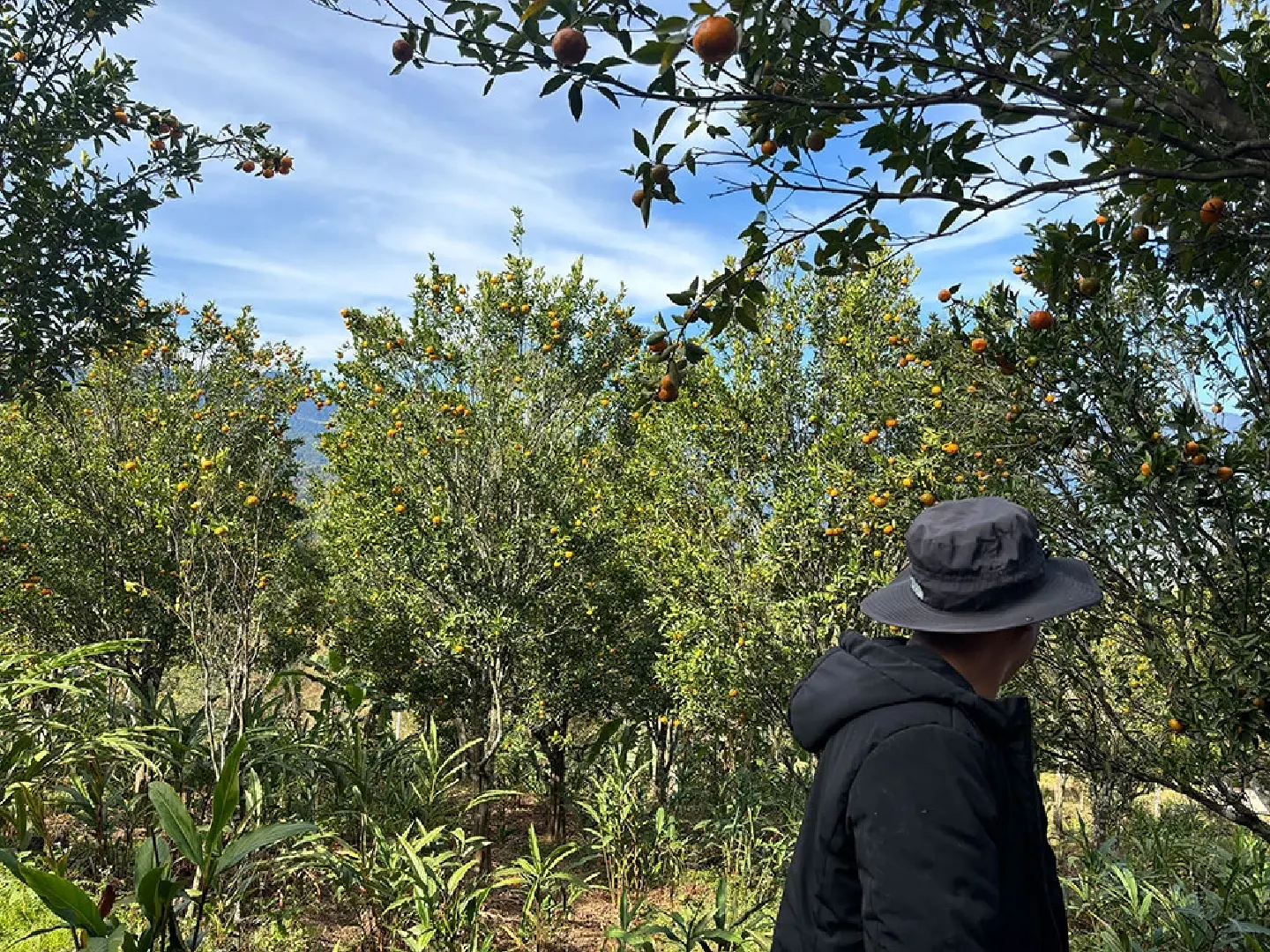 Horticulture farmers hardest hit as climate changes