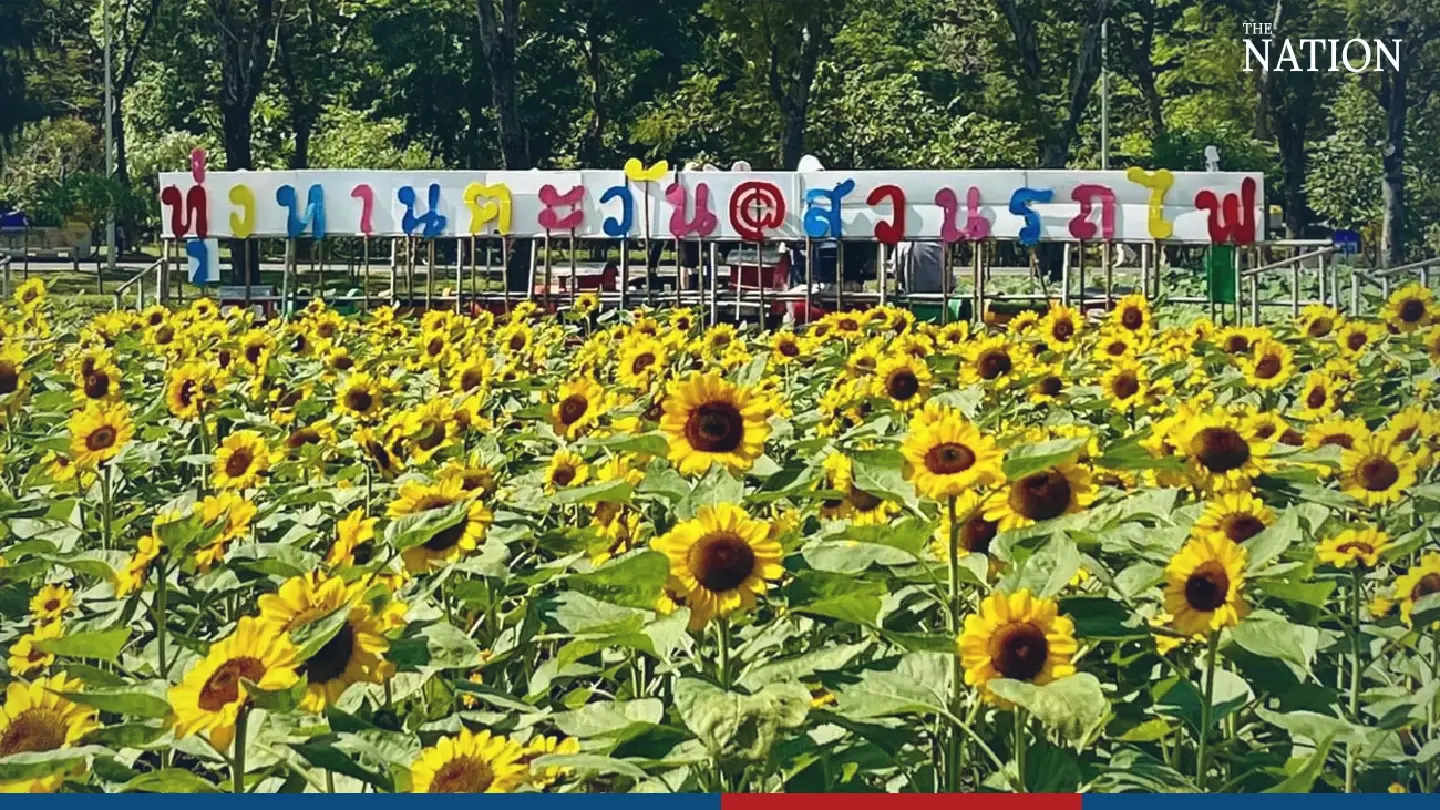 Visit the field of gold at Bangkok’s sunflower park Visit the field of gold at Bangkok’s sunflower park
