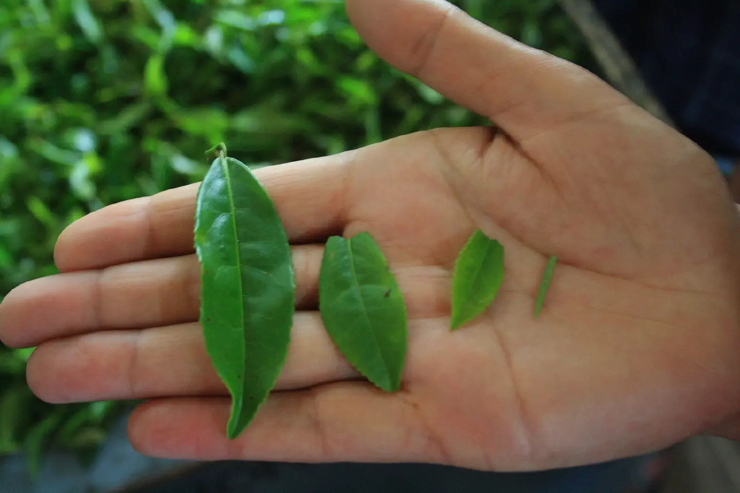 Bangladesh's tea production in 2023 hit all-time high Bangladesh's tea production in 2023 hit all-time high