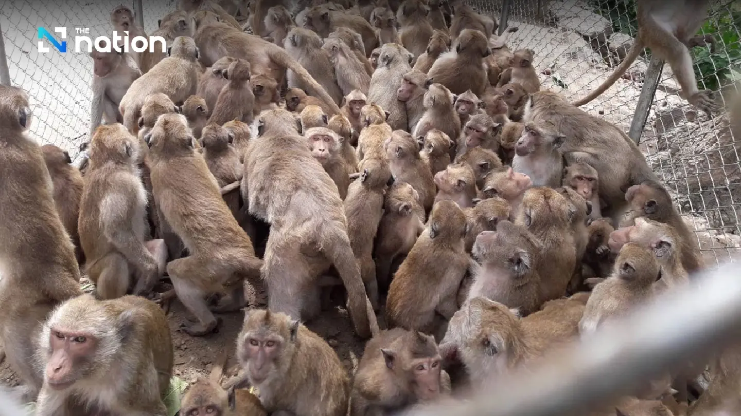 Minister orders stepped-up efforts to control monkey menace in Hua Hin