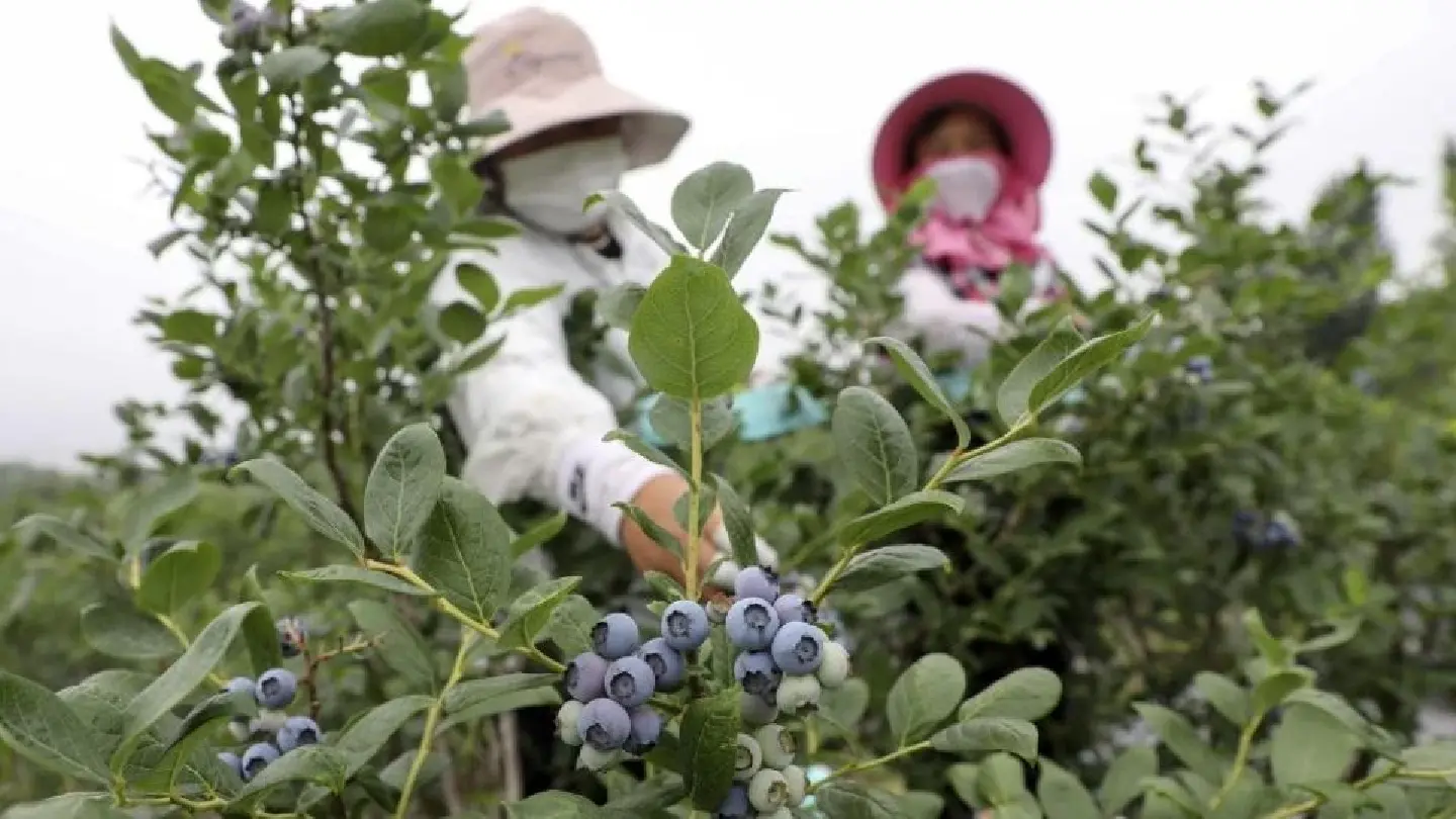 Blueberry fields forever: How a Chinese town reinvented itself