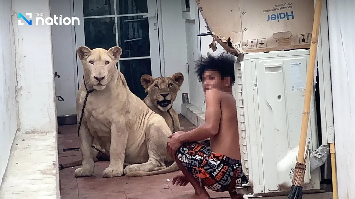 Walks on the wild side: Police nab two pet lions in Bang Lamung