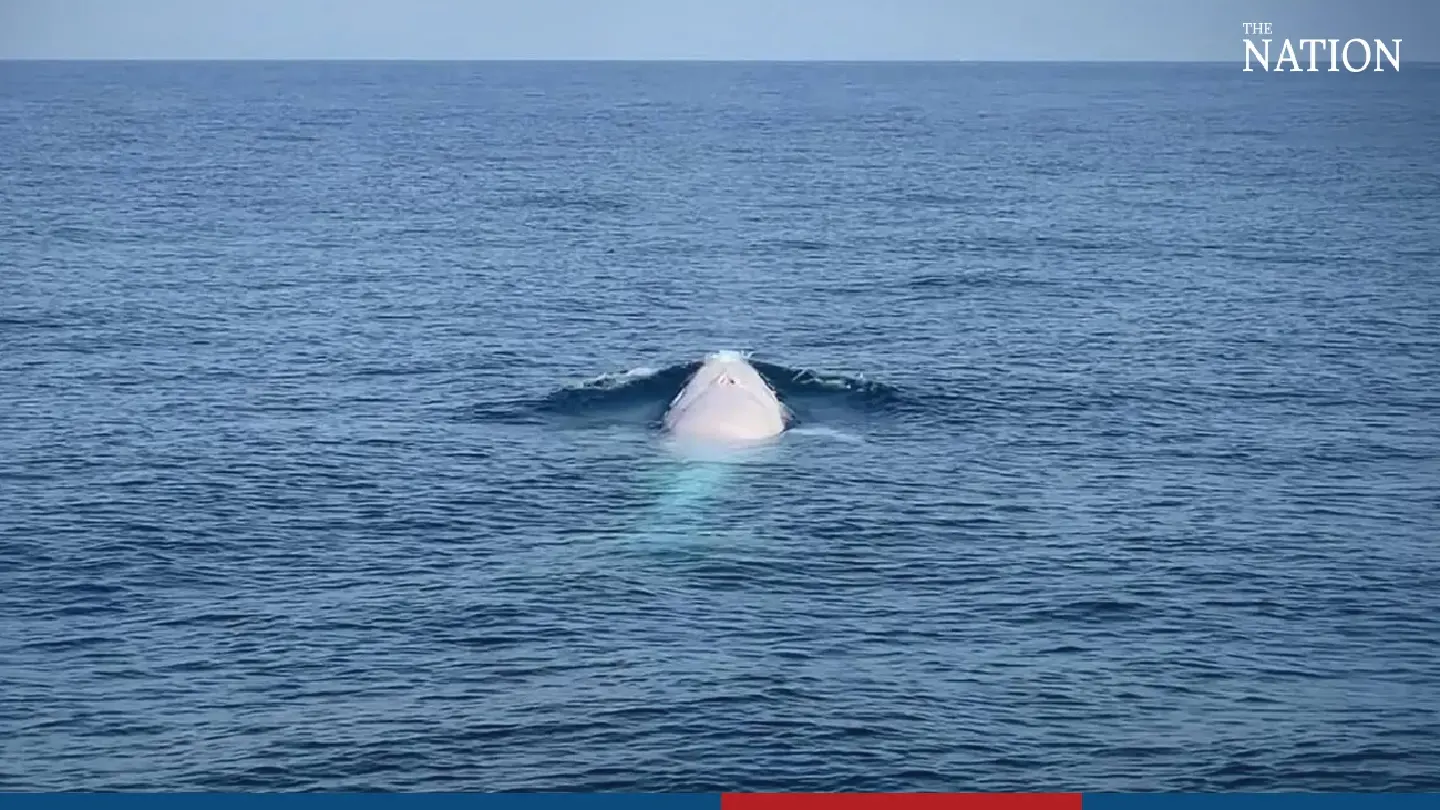 Agencies speed up search for rare albino whale spotted in Andaman Sea