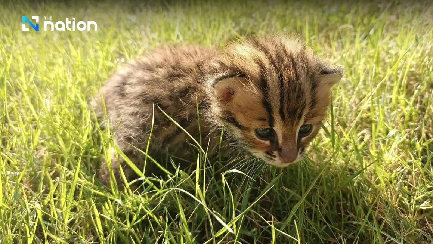 Two baby leopard cats rescued in Phichit province