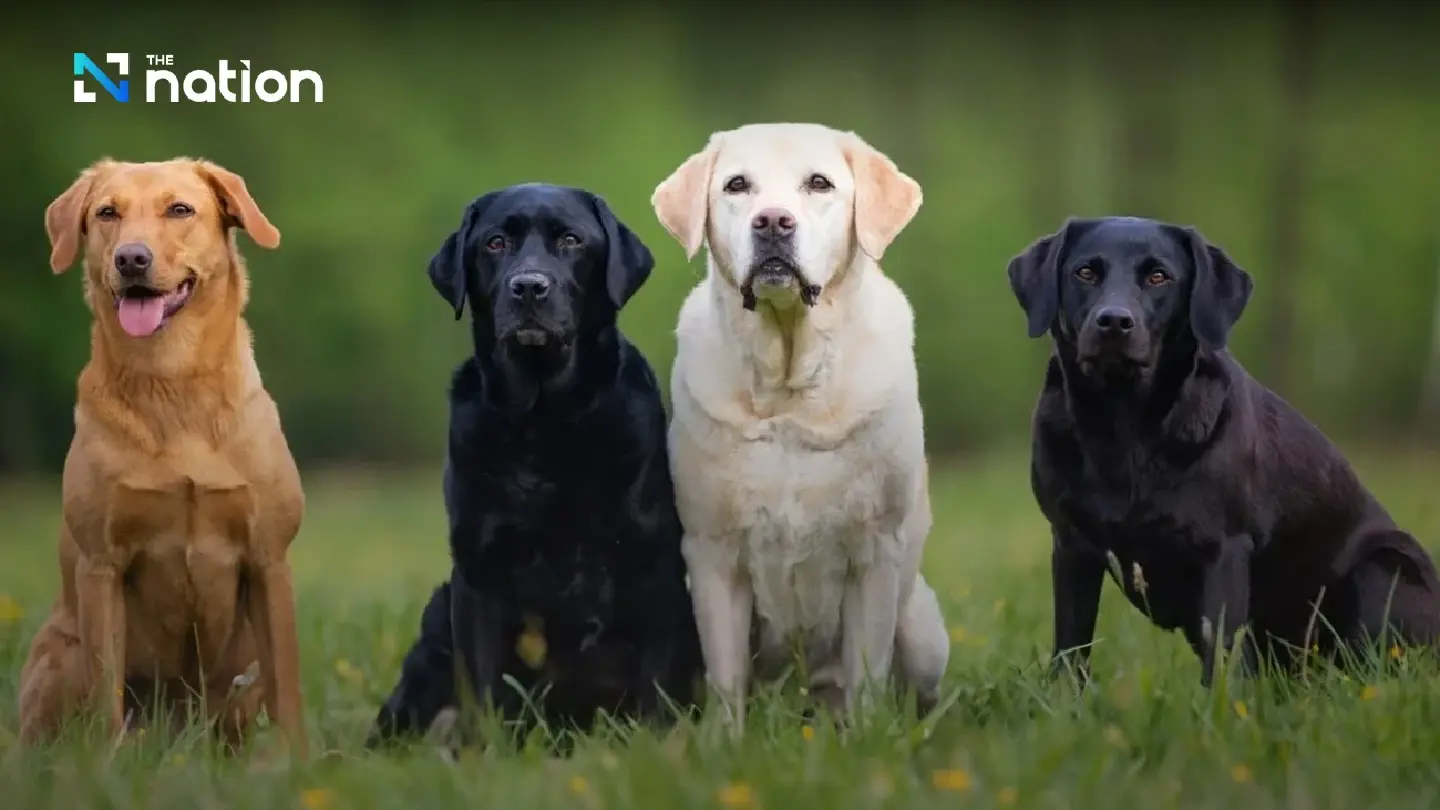 54 military dogs up for auction on Saturday in Pak Chong