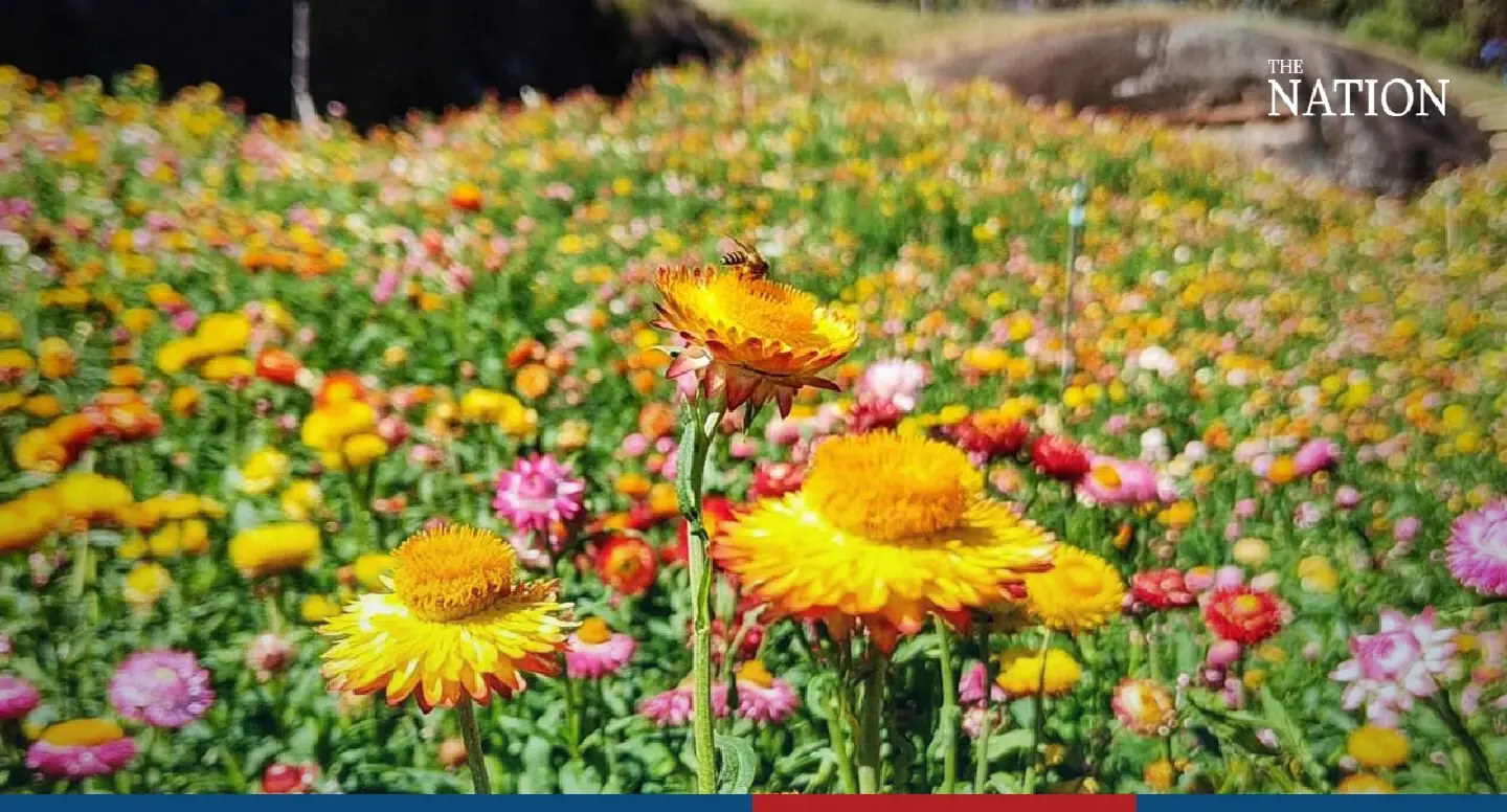 Tourists get colourful daisy treat in Phitsanulok