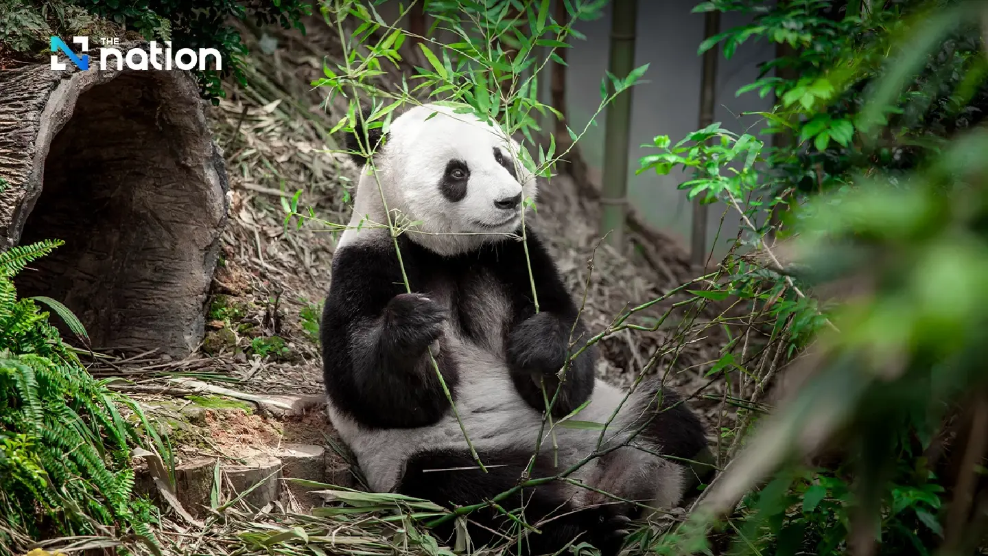 Opponents of panda diplomacy make a case for Thai elephants