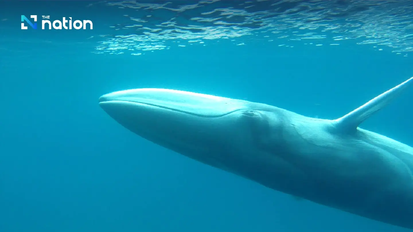 Little known about rare Omura’s whale spotted this week in Krabi