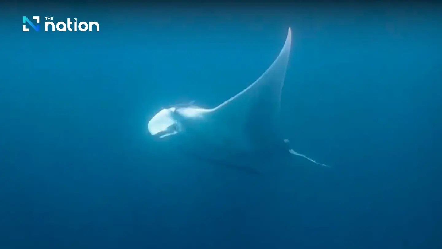 Trapped Manta in Andaman! Divers race to save entangled giant