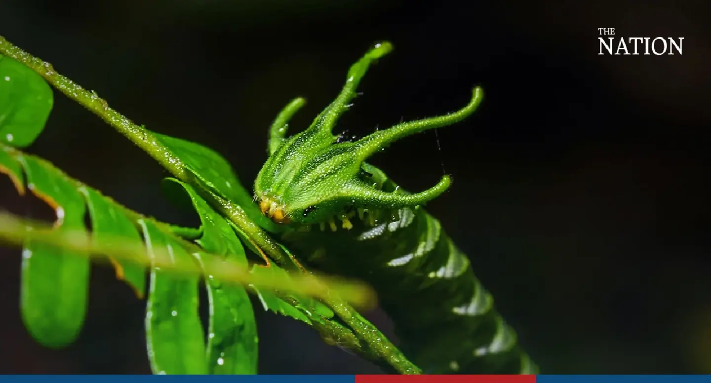 ‘Dragon’ caterpillar impresses Phatthalung with thrust-back horns