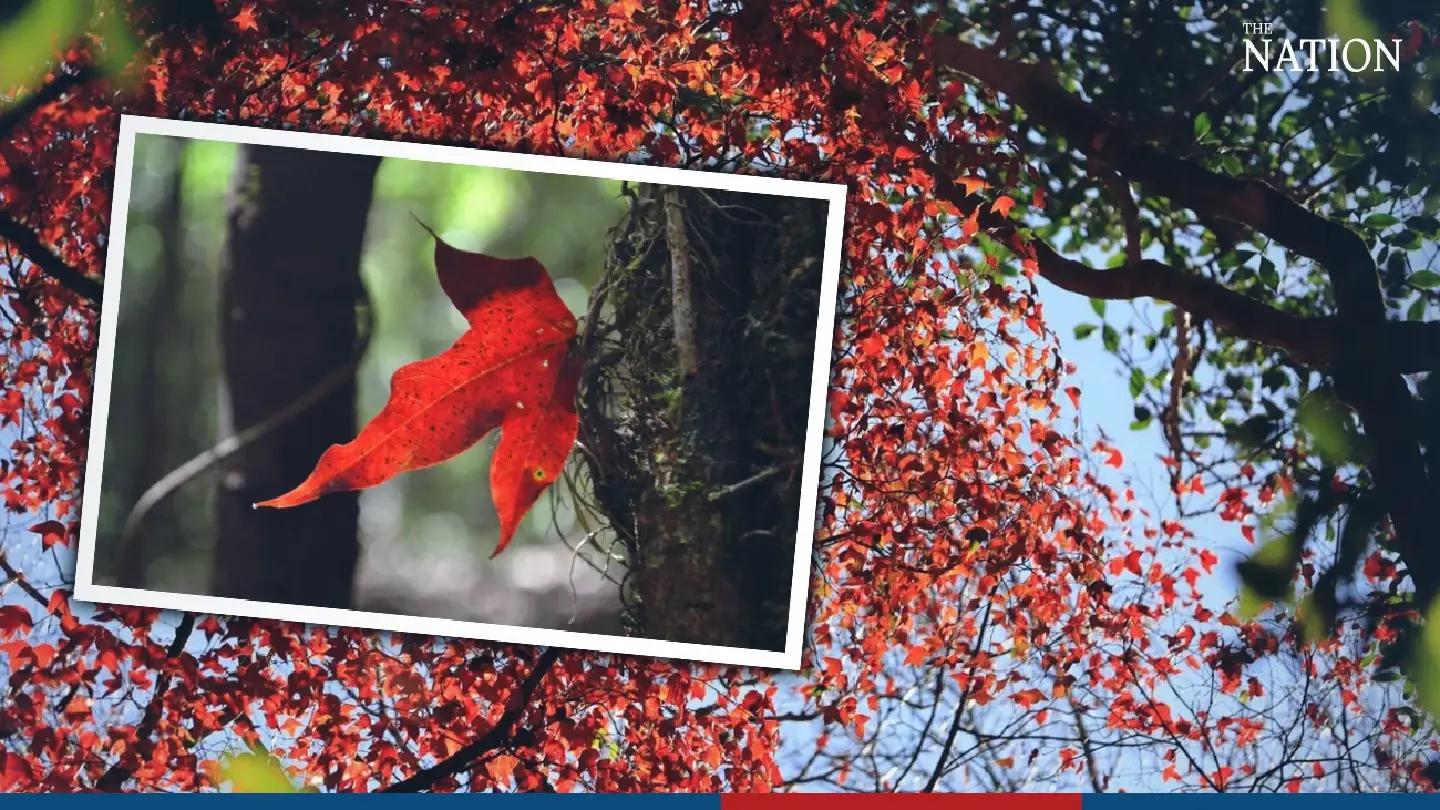 Phitsanulok’s maple blaze engulfs winter shutterbugs in Thailand