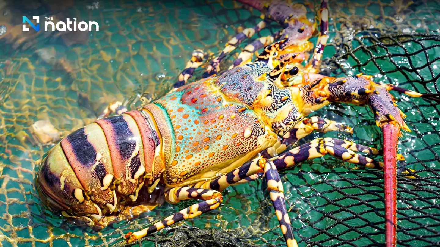 Phuket’s unique 7-colour lobster to soon get GI product status