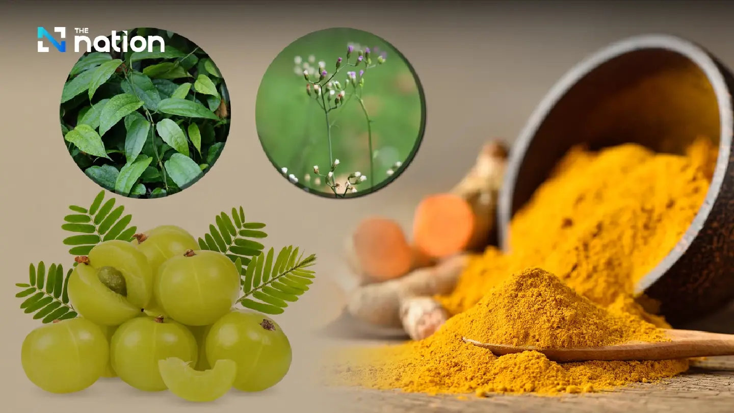 Thai herbs offer natural solution for PM2.5 respiratory relief Thai herbs offer natural solution for PM2.5 respiratory relief
