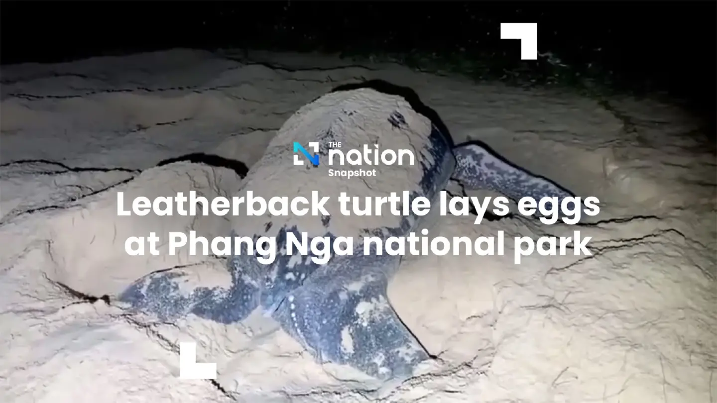 Leatherback turtle lays eggs at Phang Nga national park | The Nation