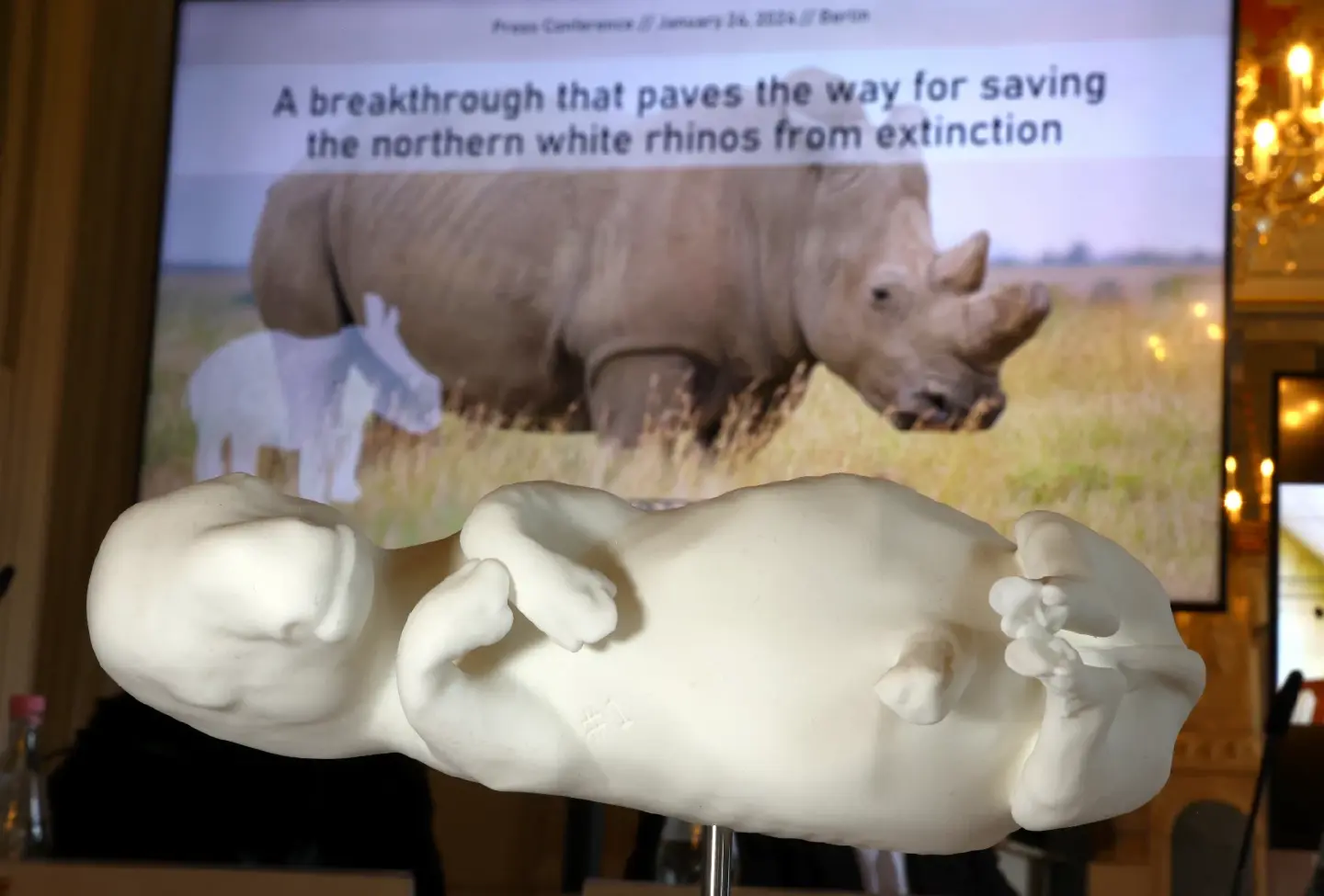 World's 1st embryo transfer could rescue northern white rhino from extinction World's 1st embryo transfer could rescue northern white rhino from extinction