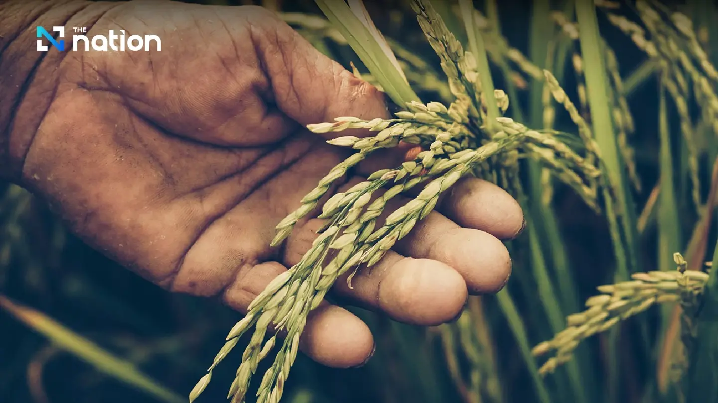 Thailand to certify more rice breeds to improve farmers’ productivity