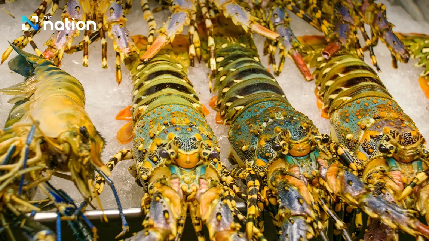 Export of lobsters to China soars to half a billion baht