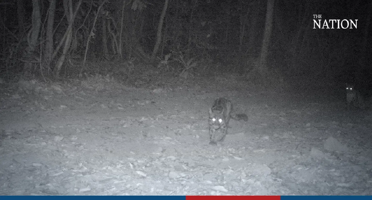 Elusive clouded leopard family snapped in eastern Thailand