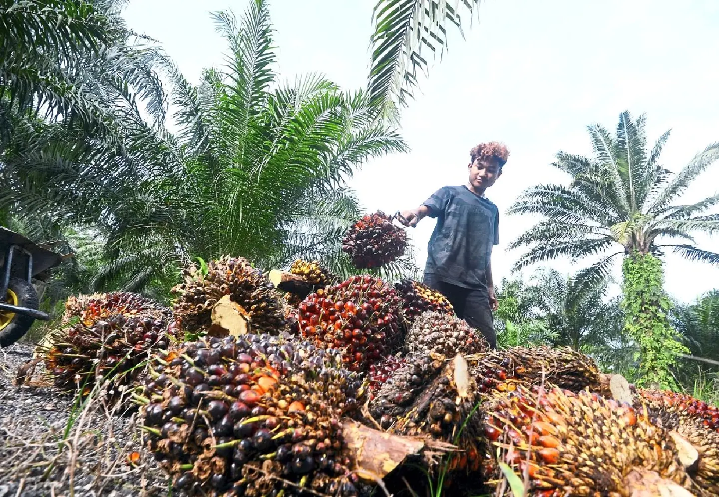 Foreign workers in Malaysia help only for plantations