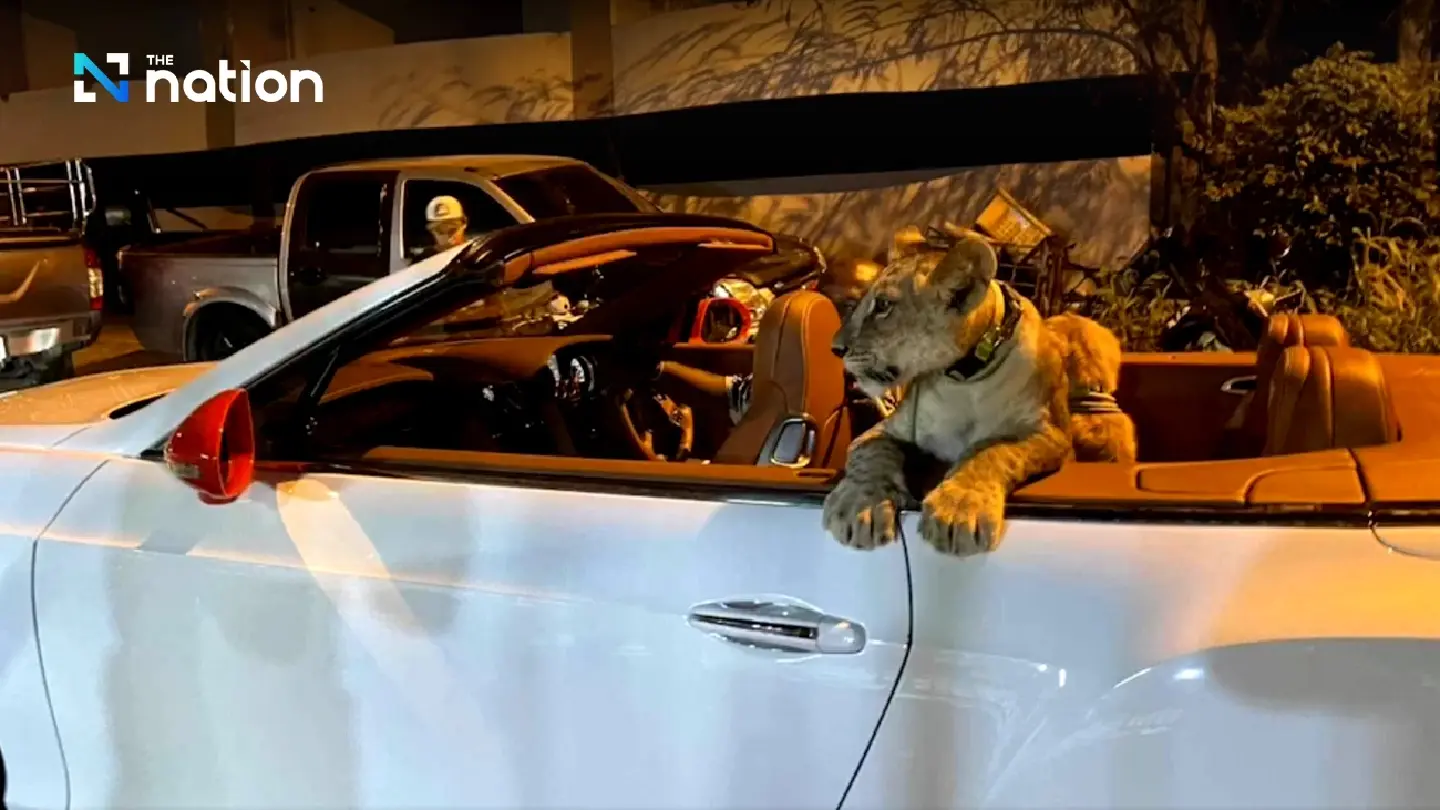 Pet lion cub in Bentley convertible raises police hackles Pet lion cub in Bentley convertible raises police hackles