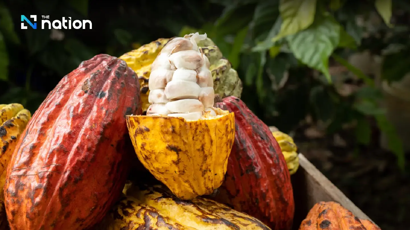 Sa Kaeo to spearhead Srettha’s ambitious plans for Thailand’s cacao industry