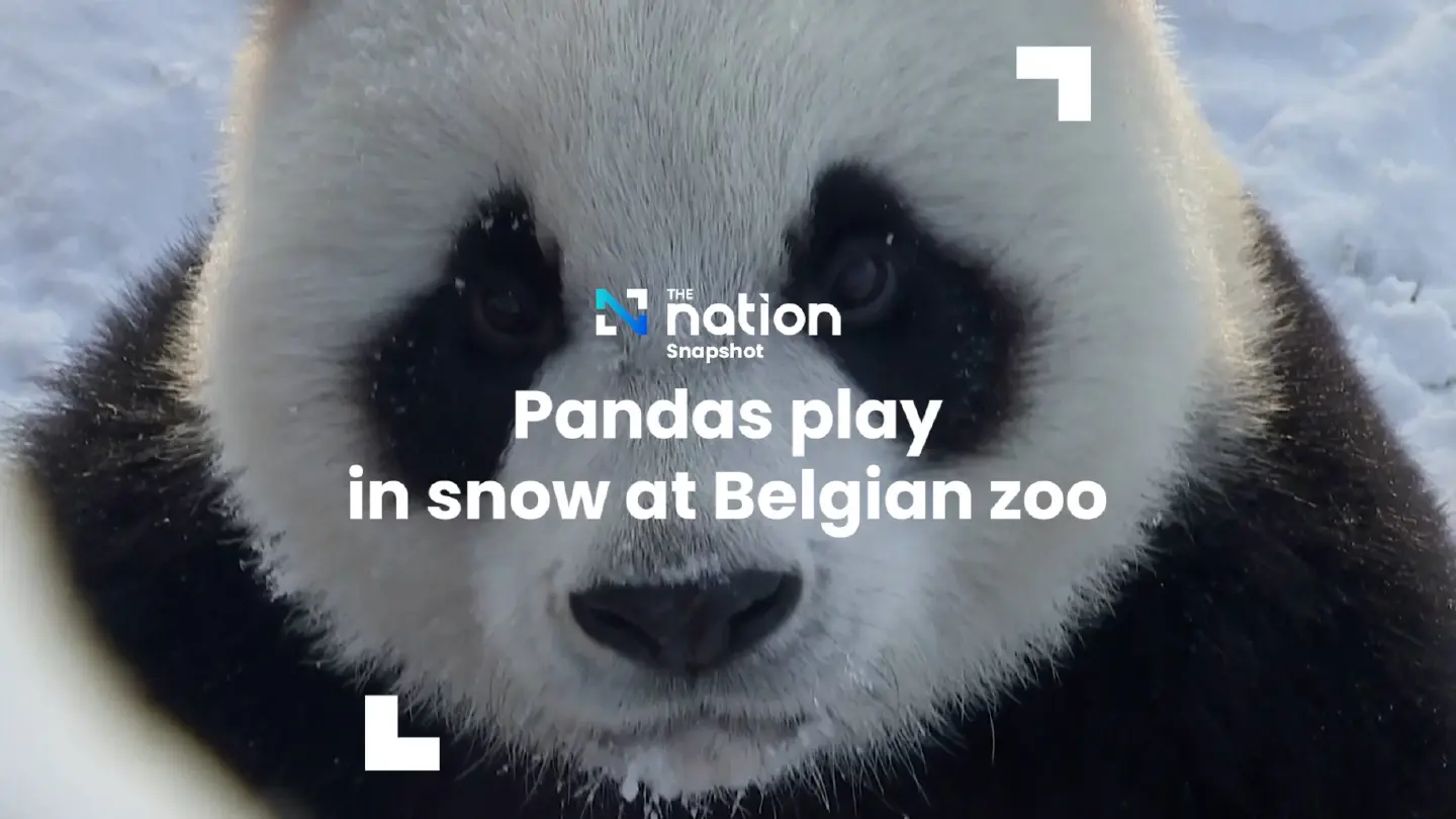 Pandas play in snow at Belgian zoo | The Nation