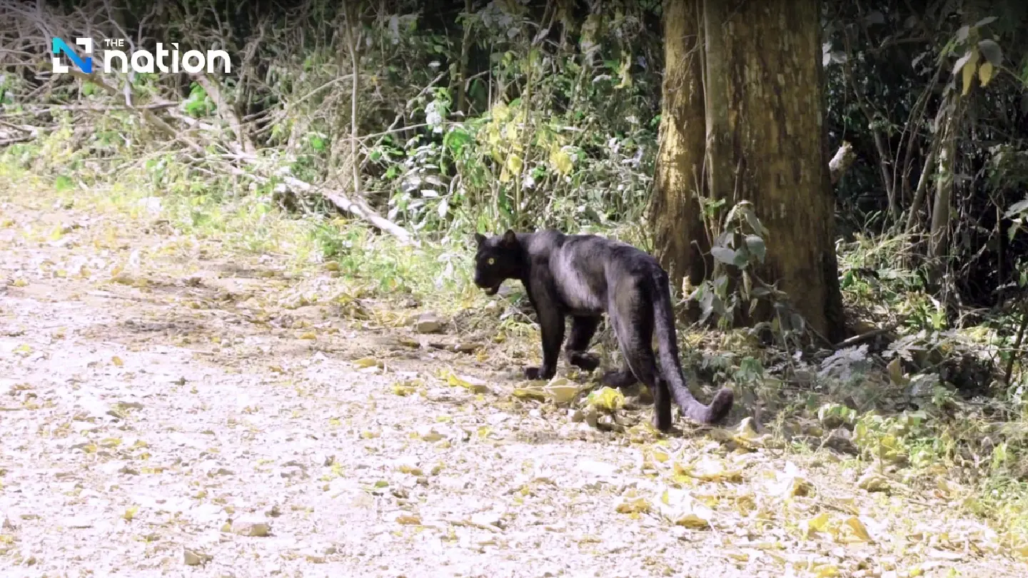 Strolling black panther stuns visitors at Kaeng Krachan National Park