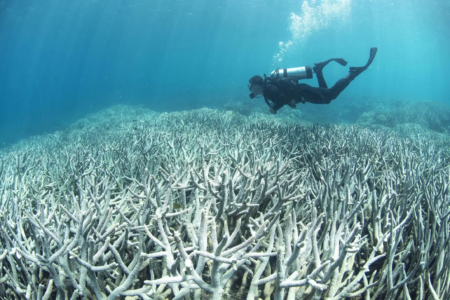 World's oceans see record temperatures five years in a row