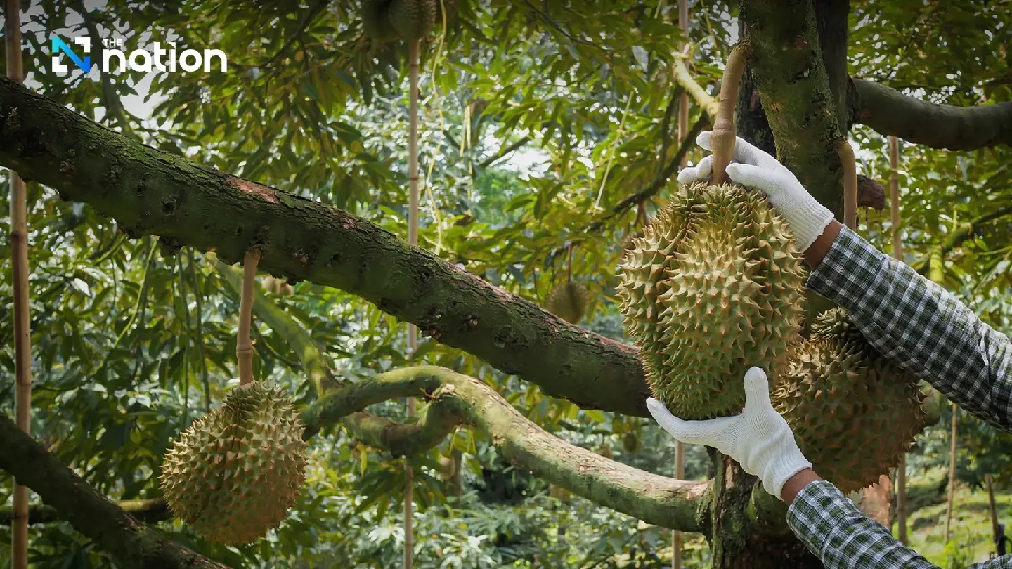 Thai durian exports to China surge 81.7% to record high in 2023 Thai durian exports to China surge 81.7% to record high in 2023