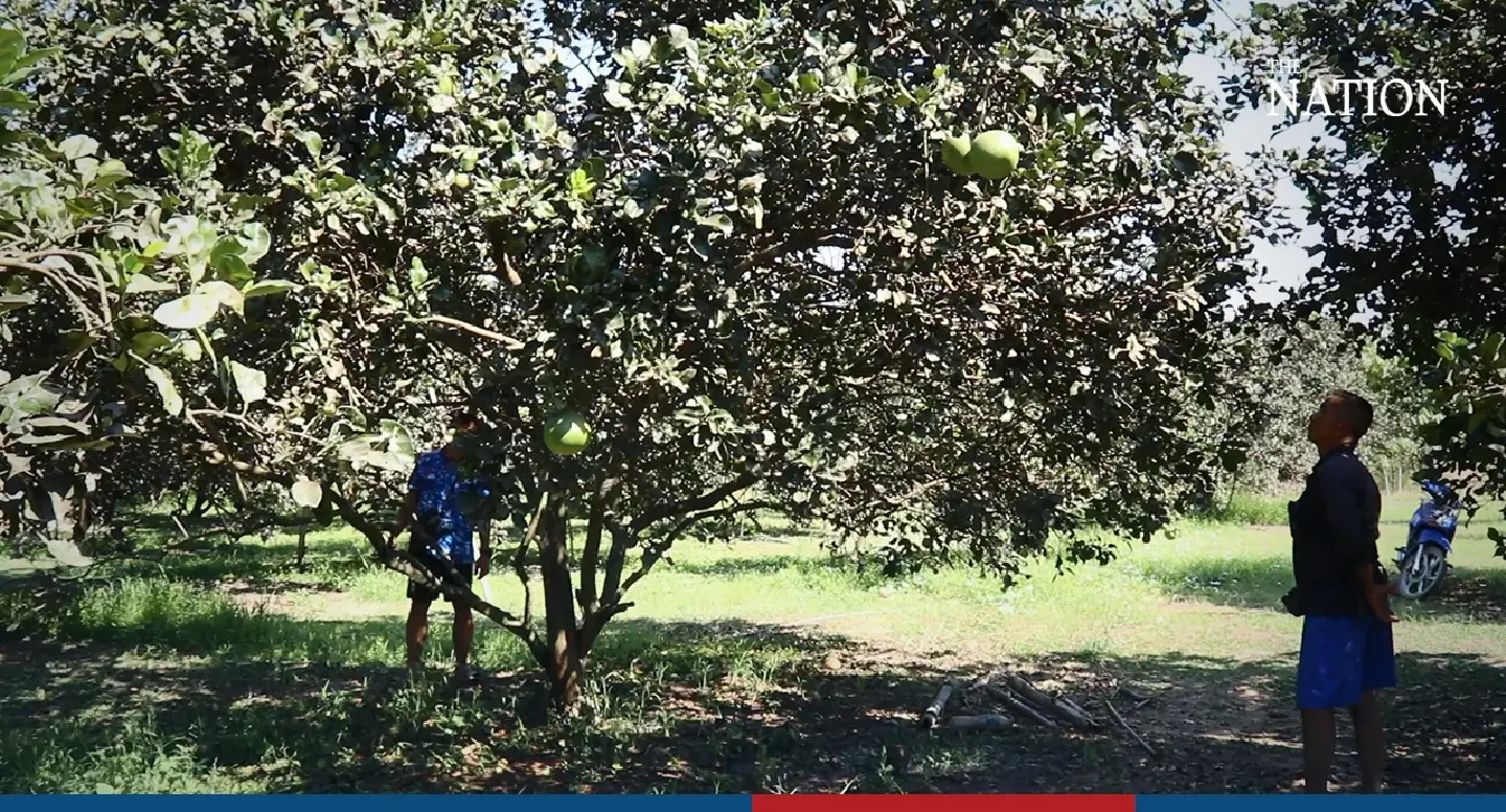 Phichit police urged to hunt down pomelo thief