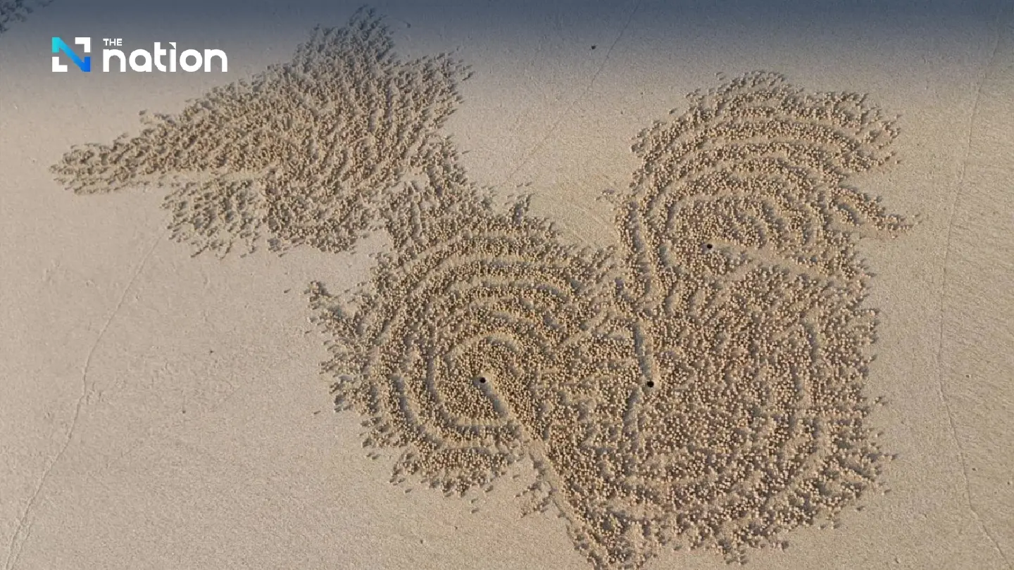 Clawed Monets create spectacular artworks on Phang Nga beach