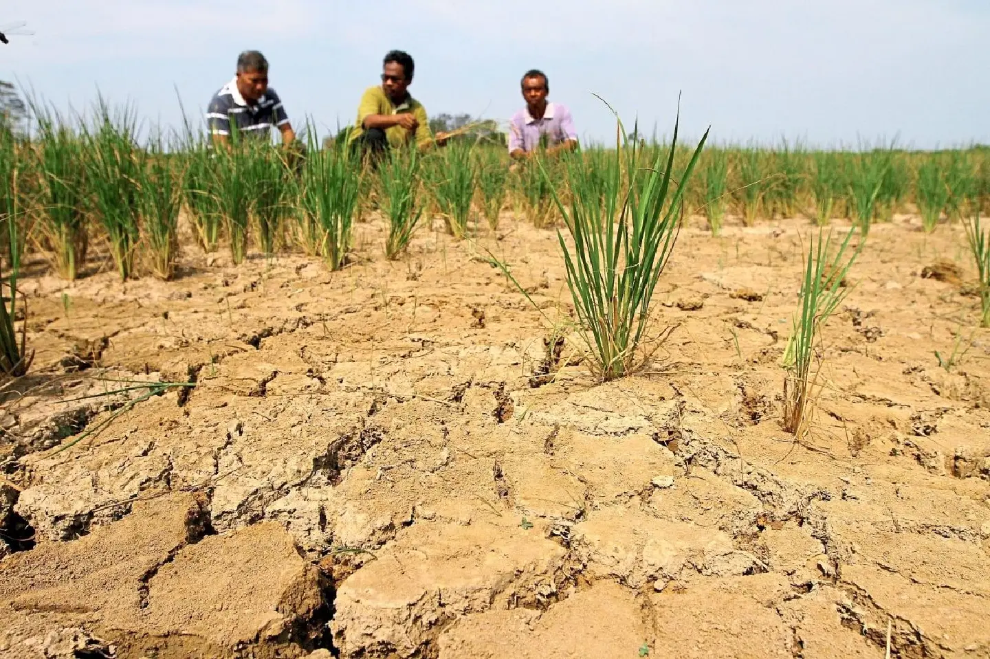 No rain a pain for padi farmers in Malaysia