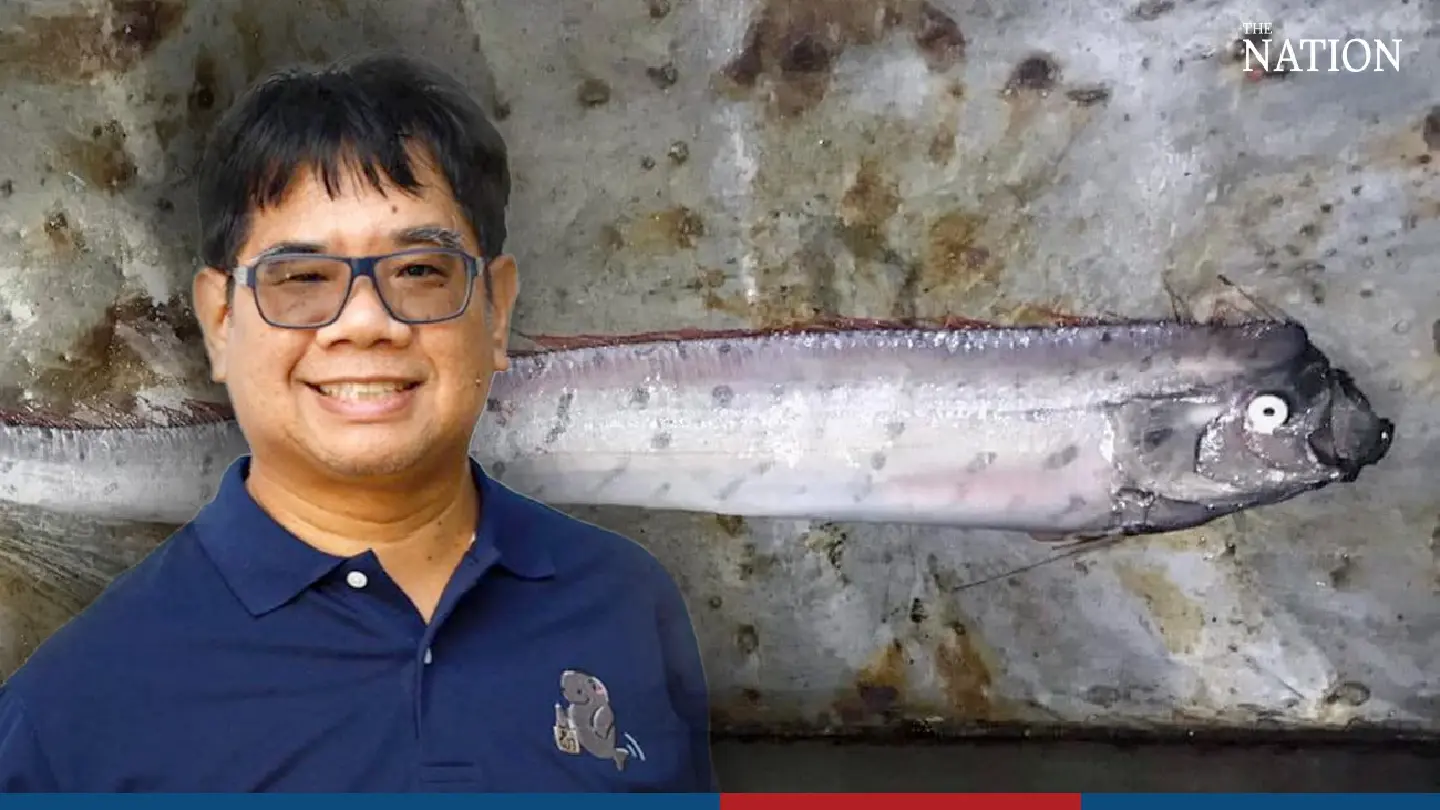 Deep sea 'oarfish' discovered in Satun province Deep sea 'oarfish' discovered in Satun province