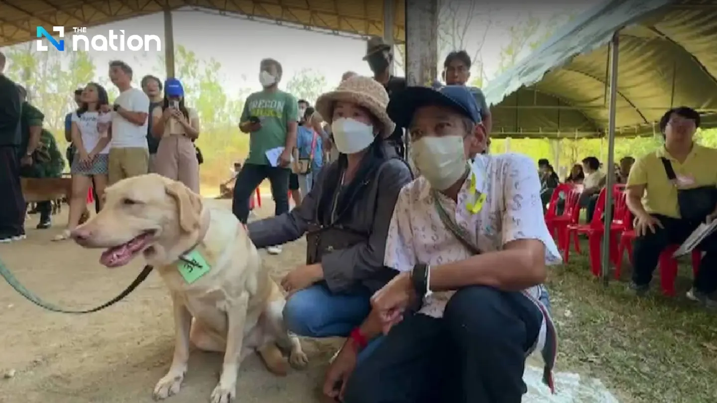 Labrador found not suitable for military bought at auction for THB95,000 Labrador found not suitable for military bought at auction for THB95,000