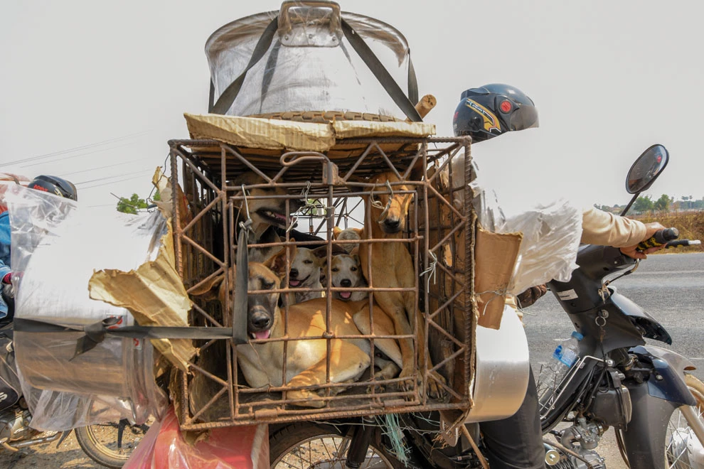 Freedom for furry friends? Push for dog meat ban in Cambodia