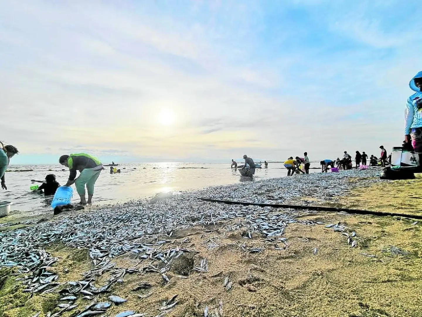 Dawn beaching of sardines a good omen, say Filipino villagers Dawn beaching of sardines a good omen, say Filipino villagers