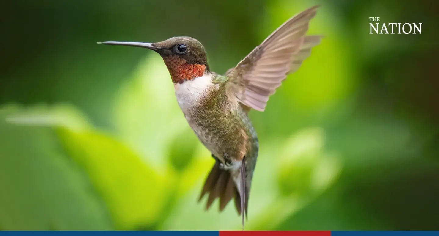 Officials warn of a decreasing avian population on National Bird Day