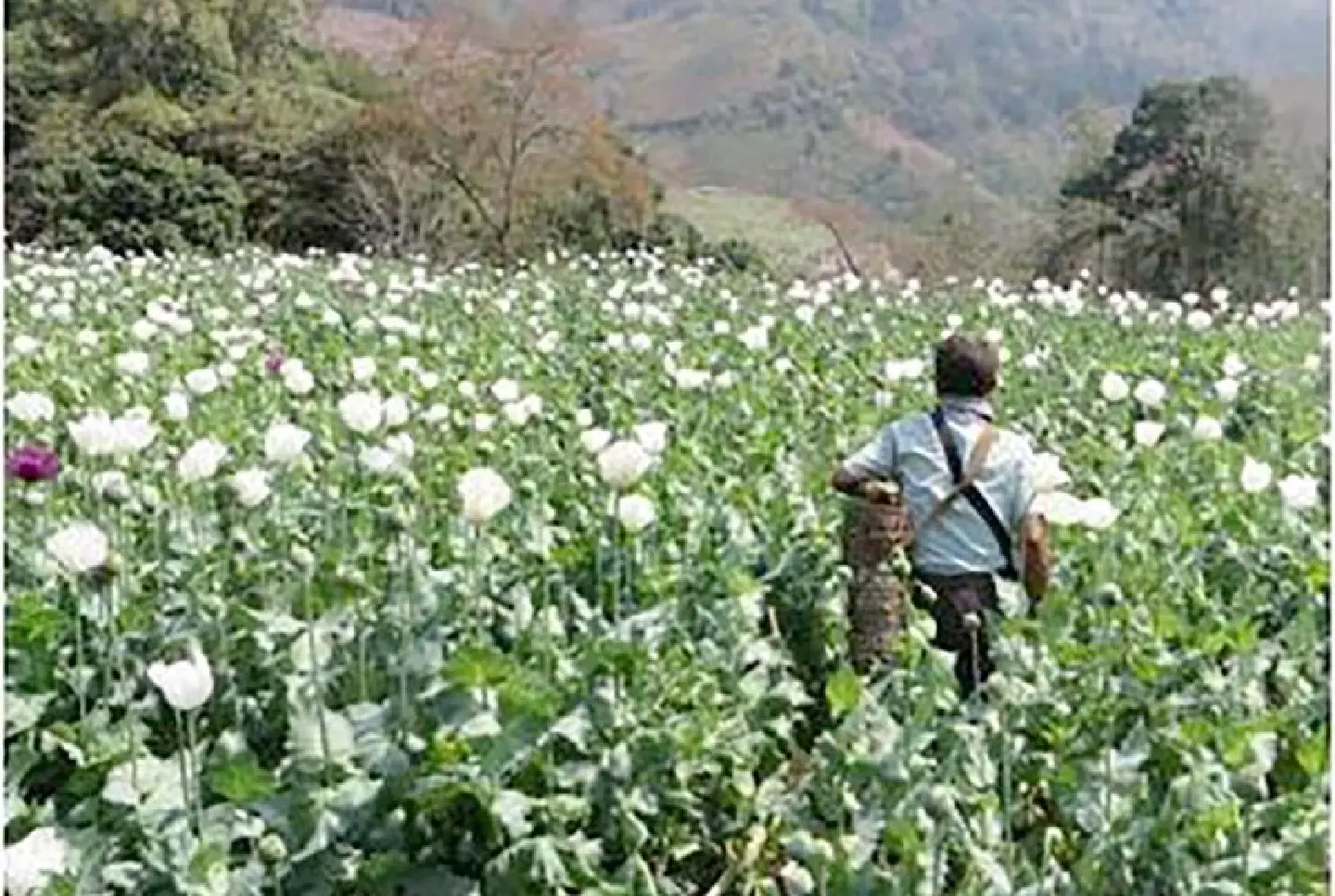 Myanmar, top opium producer, faces civil conflict and drug crisis Myanmar, top opium producer, faces civil conflict and drug crisis