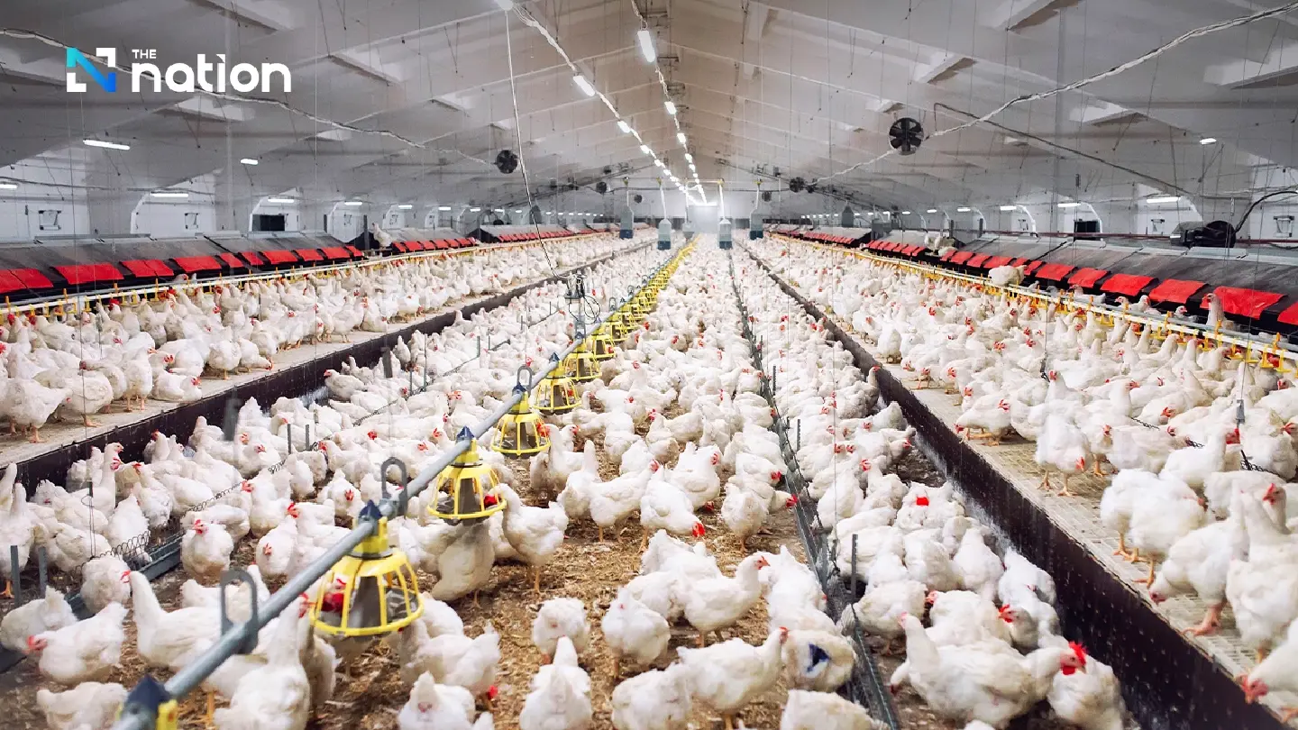 Thailand is world’s 3rd-largest chicken exporter, generates THB100 bn revenue