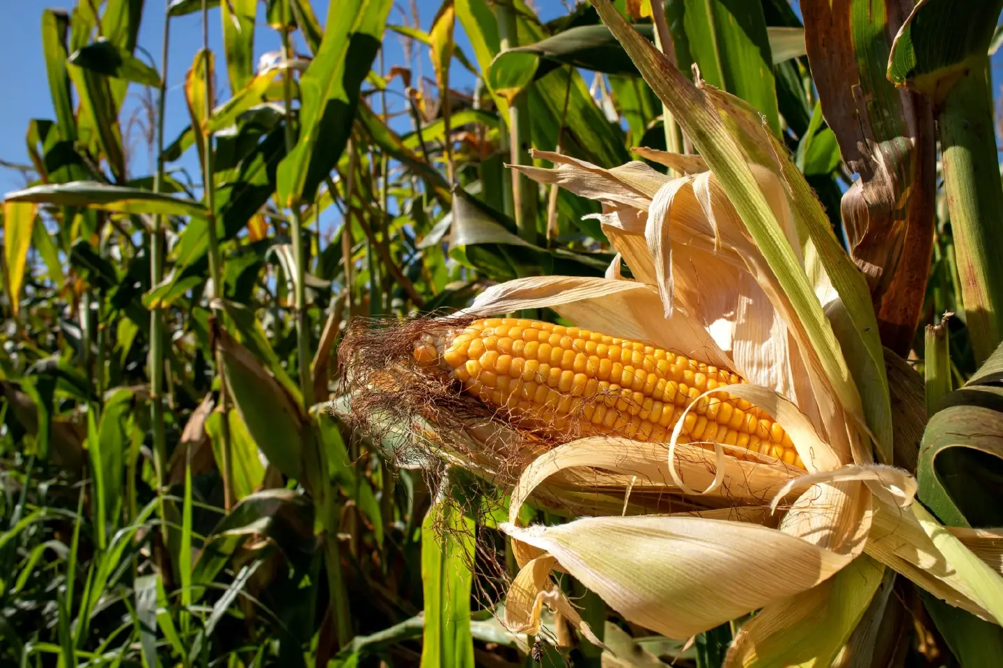 Thai Food Mill Association urges faster adoption of Good Agricultural Practice for corn cultivation Thai Food Mill Association urges faster adoption of Good Agricultural Practice for corn cultivation
