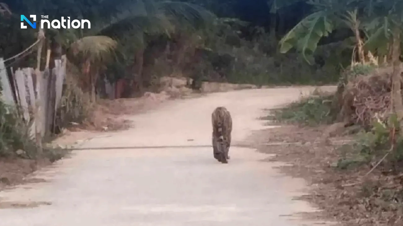 Officials hunt for wild Bengal tiger spotted wandering in Kamphaeng Phet village