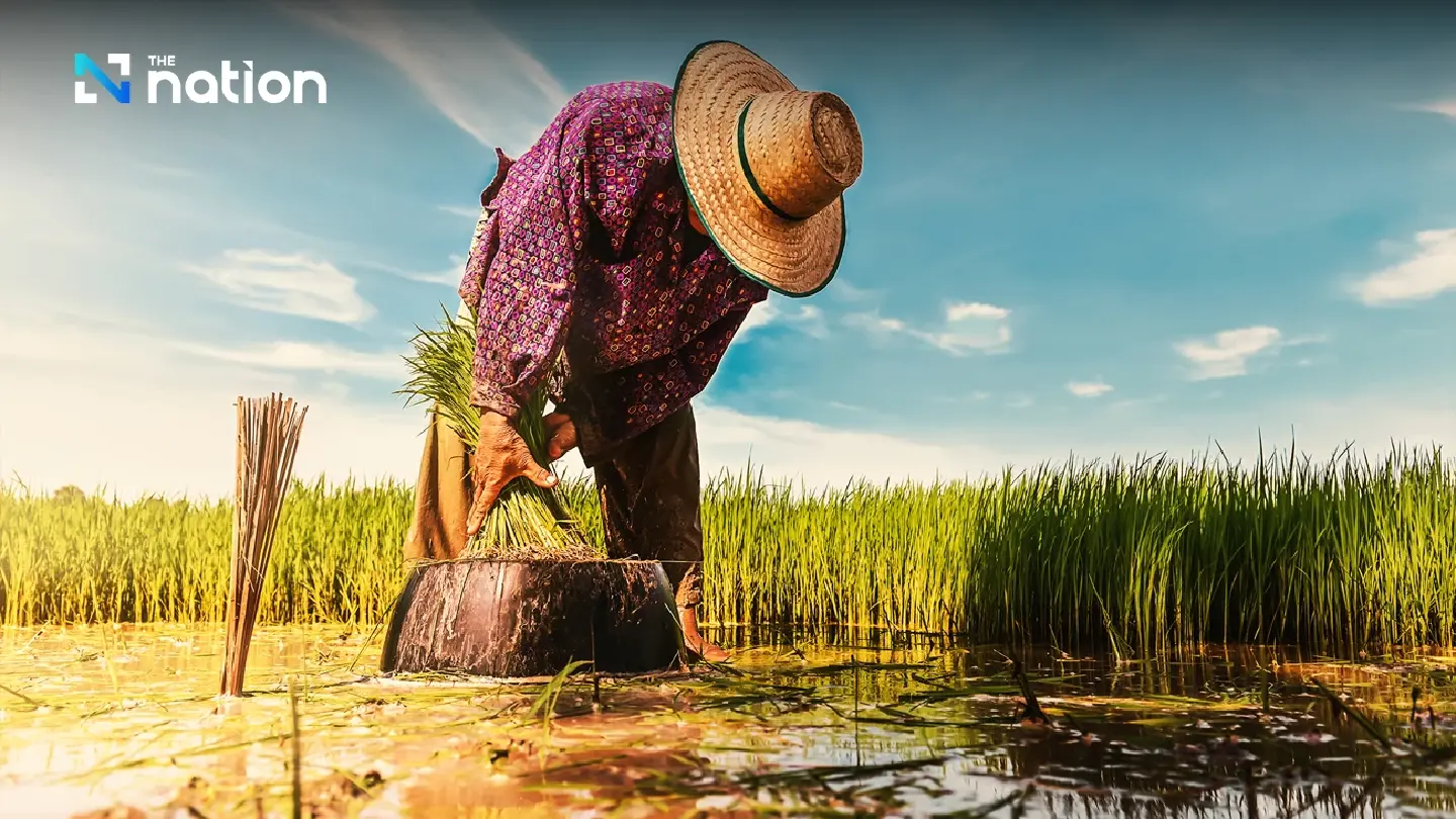 Water challenge looms in dry season as higher prices boost paddy cultivation